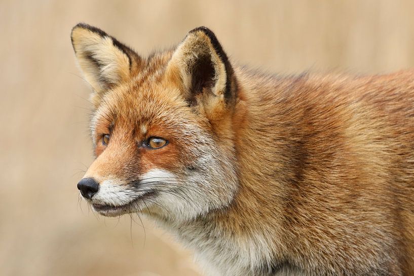Red Fox (Vulpes vulpes) by Ronald Pol