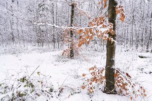 Winter autumn