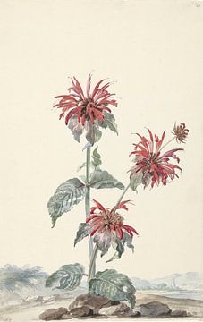 A Red Bergamot in a Landscape -