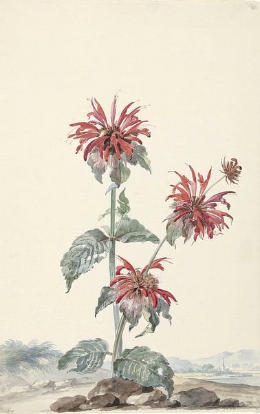 Een rode bergamot in een landschap van Accessible Art