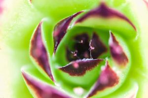 Abstrakte Blume