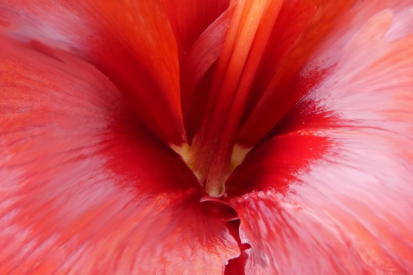 Amaryllis 07 van Hans Heemsbergen