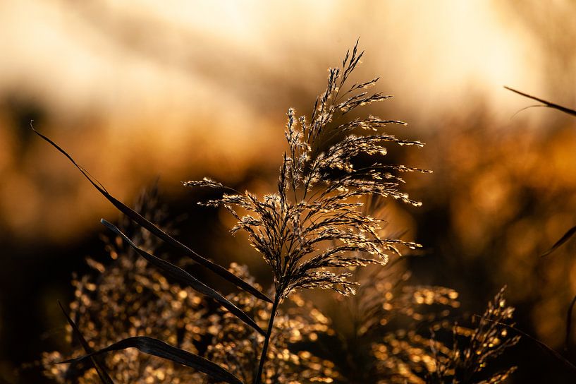 Goldene Stunde auf der Grabenseite von Hilda van den Burgt