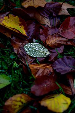 Herfstbladeren van Kelly Kutterik Photography