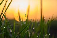 grasdruppels bij zonsopkomst van Tania Perneel thumbnail