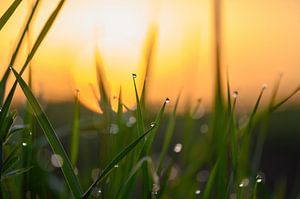 gouttes d'herbe au lever du soleil sur Tania Perneel