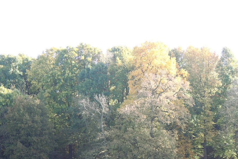 Line of trees by Jessica van den Heuvel