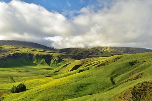 Green valley in Iceland