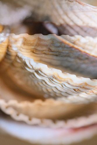 Shells : les lignes modernes de la mer