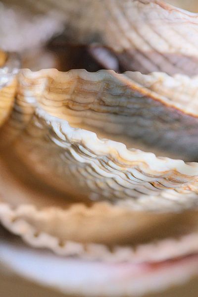 Muscheln die modernen Linien aus dem Meer von Art. by Janine