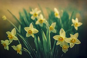 Narzissen im Frühling, Illustration