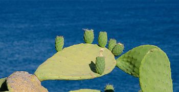Kraamkamer op de cactus