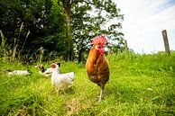Kippen en Haan in de natuur van Roland de Zeeuw thumbnail