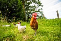 Kippen en Haan in de natuur