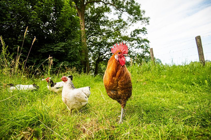 Kippen en Haan in de natuur van Roland de Zeeuw