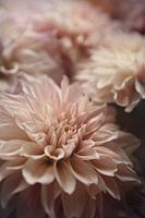 Pink Dahlia love