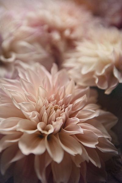 Pink Dahlia love by Yvette Moeskops