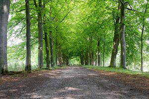 Boslaantje bij de Dommel,  Sint-Michielsgestel