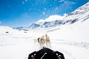 Hondensledetocht in de Franse Alpen von Rosanne Langenberg