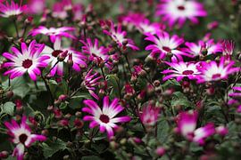 The Fluorcent Flowers van Cornelis (Cees) Cornelissen