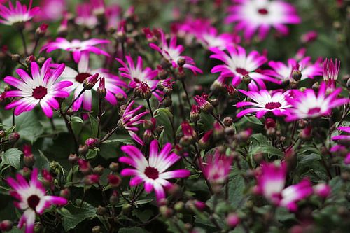 The Fluorcent Flowers