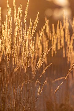 Grassen in goud van Thomas Heitz