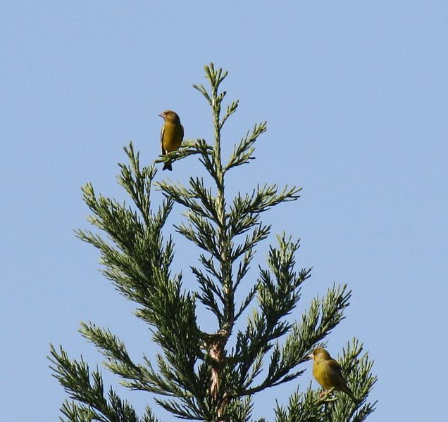 Vogels in de top par Gerard Jacobs