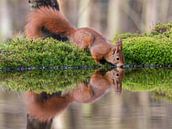 Drinkende Rode Eekhoorn in een bosvijver von Marcel Klootwijk Miniaturansicht