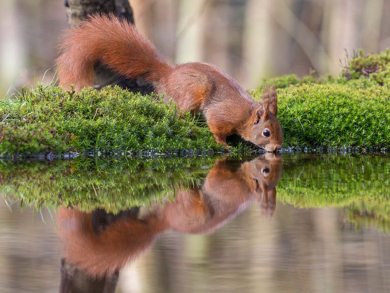 Drinkende Rode Eekhoorn in een bosvijver von Marcel Klootwijk