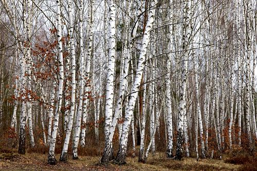 Birch Grove