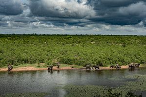 Elefanten im Kurger-Nationalpark von Paula Romein