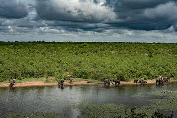Éléphants dans le parc national de Kurger sur Paula Romein
