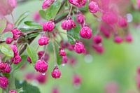 Bloesem in lente