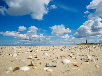 Muscheln am Leuchtturm