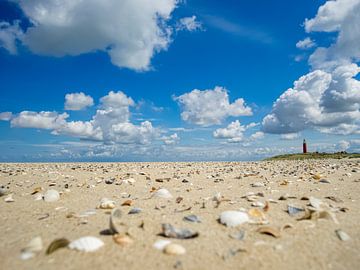 Schelpen Bij De Vuurtoren van Martijn Wit