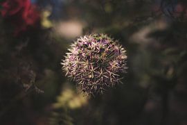 The Hidden Life of Star Look by Onbegonnen werk