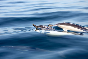 Dolfijnen