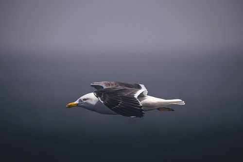 Seagull