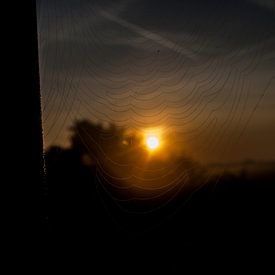 Zie de zon komt door het spinnenweb! von Mark Balster