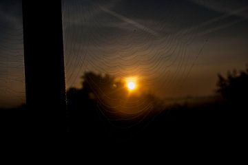 Zie de zon komt door het spinnenweb! van Mark Balster