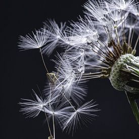 Macro paardenbloempluis met druppels en zwarte achtergrond van Monique de Koning