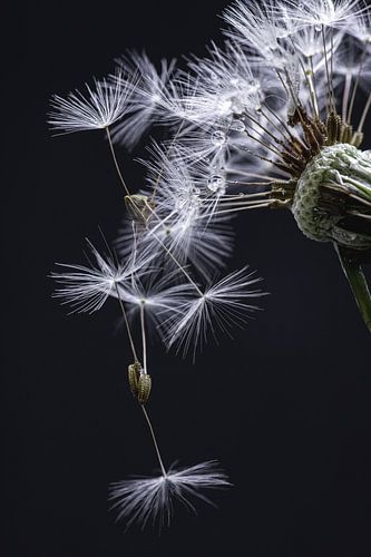 Macro paardenbloempluis met druppels en zwarte achtergrond van Monique de Koning