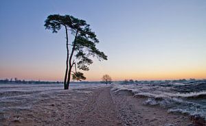 Arbre sur Anne Koop