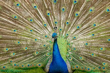 Pauw, Pavo cristatus. Blauwe Pauw