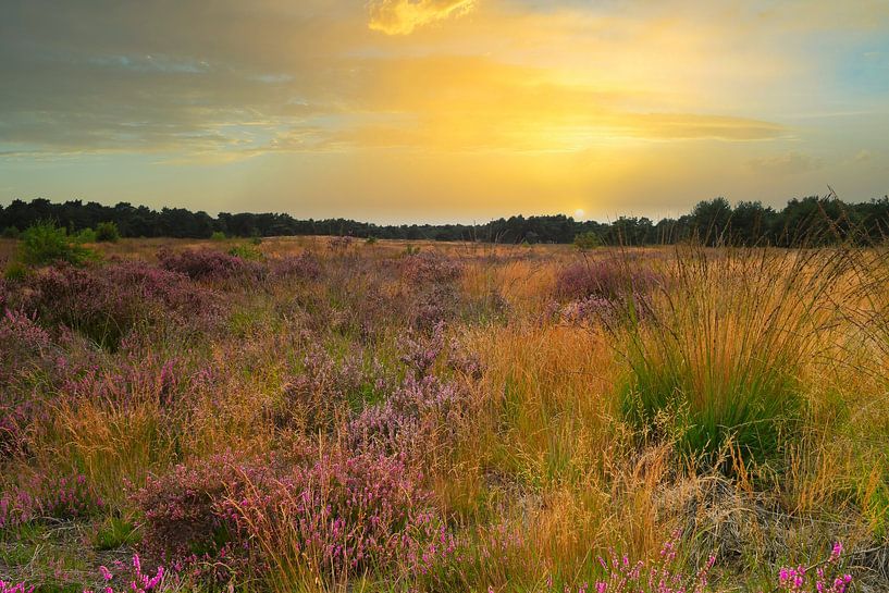 Bruyère pourpre en août sur le Weerterheide à Weert par Jolanda de Jong-Jansen