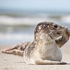 schattige zeehond van Jiri Viehmann