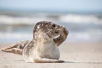 schattige zeehond