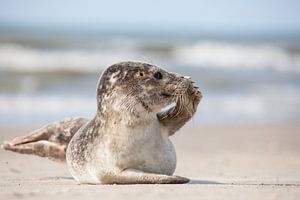 schattige zeehond van Jiri Viehmann