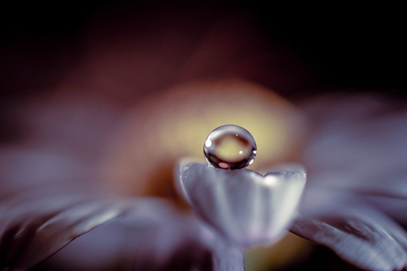 Une goutte d'eau sur une fleur par Bert Nijholt