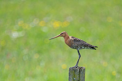 Black-tailed godwit